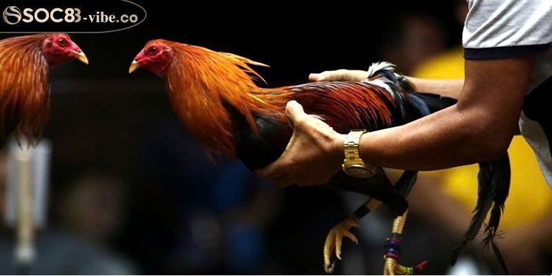 Gà vảy rồng SOC88 bí quyết chăm sóc cho người mới bắt đầu 1 Kích thước nhỏ nhắn, phù hợp với mọi không gian nuôi