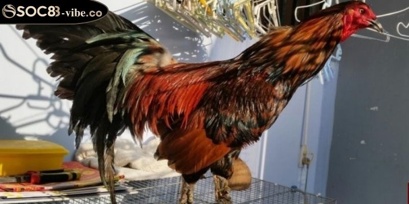 Gà vảy rồng SOC88 bí quyết chăm sóc cho người mới bắt đầu 2 Tạo môi trường sống lý tưởng cho gà vảy rồng uy tín