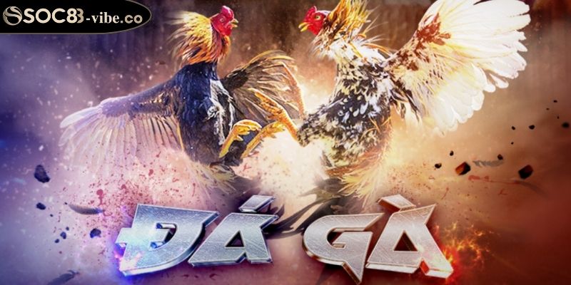 Đá Gà WS168 SOC88 Với Luật và Lý Do Thu Hút Người Chơi 3 Trận đấu đa dạng tại sảnh đá gà WS168