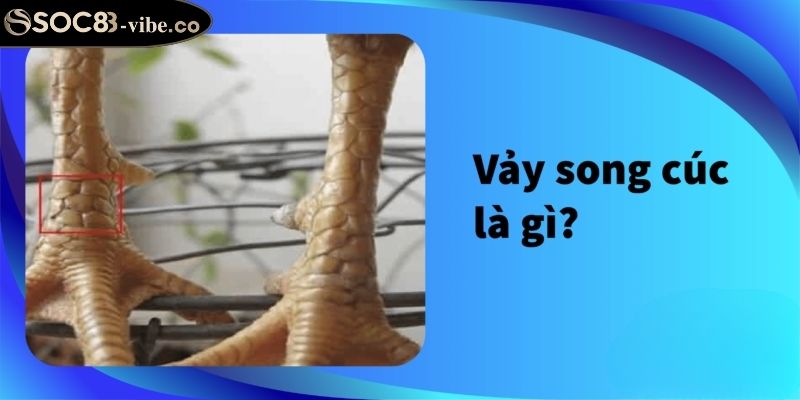 Vảy Song Cúc SOC88 Và Bí Ẩn Sức Mạnh Trong Thế Giới Kê Chiến 1 Vảy song cúc SOC88 là gì?