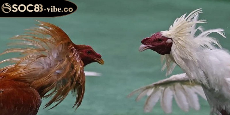 Đá gà cựa sắt - Cảm nhận không khí sôi động mỗi trận đấu 3 Cập nhật những chiến thuật khi chơi đá gà cựa sắt