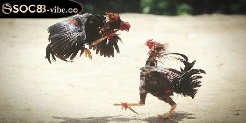 Đá gà cựa sắt - Cảm nhận không khí sôi động mỗi trận đấu 2 Các quy định quan trọng trong đá gà cựa sắt
