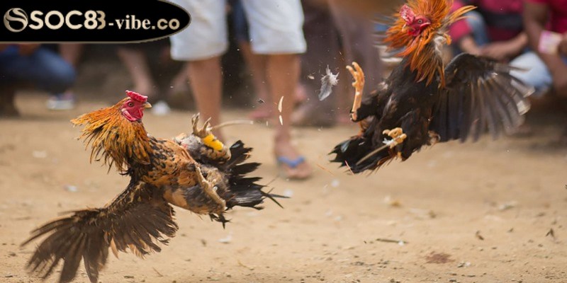 Đá gà cựa sắt - Cảm nhận không khí sôi động mỗi trận đấu 1 Đá gà cựa sắt là một thể loại thi đấu hấp dẫn nhất hiện nay