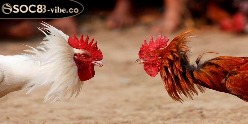 Đá gà trực tiếp thú vị với những ưu điểm hấp dẫn 1 Đá gà trực tiếp là trò chơi xuất hiện mới đây nhưng thu hút được nhiều người